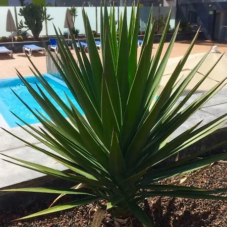 Blue Dream Playa Daire